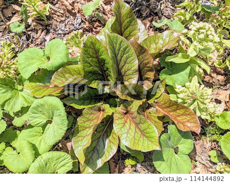 野生のオオウバユリの葉とフキ(2株分 2024年4月末北海道で撮影 ) 野生のオオウバユリの葉とフキ(2株分 2024年4月末北海道で撮影 ) 114144892