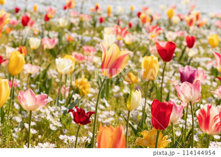 カラフルなお花畑 まんのう公園 (香川県まんのう町) カラフルなお花畑 まんのう公園 (香川県まんのう町) 114144954