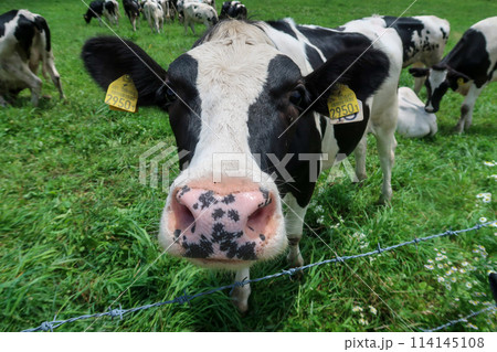 牧場で放牧されているホルスタイン牛 114145108