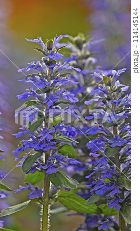 夕陽に染まるアジュガレプタンス 114145144