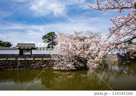 小田原の風景　桜が満開の小田原城 114145168
