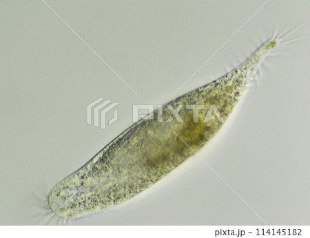 繊毛虫 ウロレプタス 繊毛虫 ウロレプタス 114145182