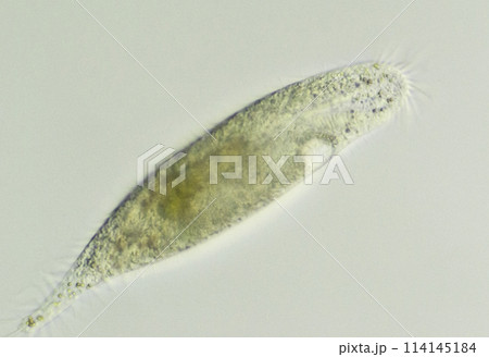 繊毛虫　ウロレプタス 114145184
