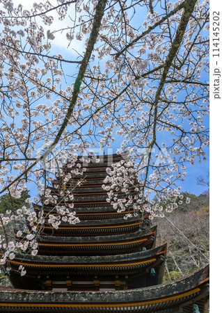 青空バックに見上げる古い十三重塔と満開の桜のコラボ情景 114145202