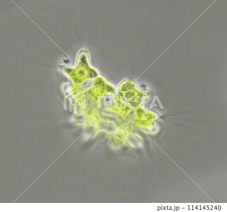 鞭毛虫 コドシガ 鞭毛虫 コドシガ 114145240