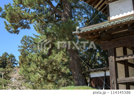 弘前城　清々しい春の朝　北門と松　青森県 114145386