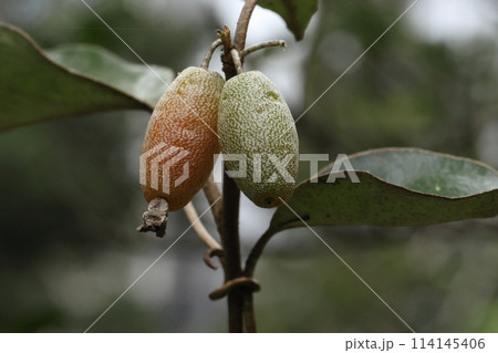 自然 植物 マルバグミ、別名『オオバグミ』。春に熟す実は白い鱗毛に覆われて薄紅色に見える 自然 植物 マルバグミ、別名『オオバグミ』。春に熟す実は白い鱗毛に覆われて薄紅色に見える 114145406