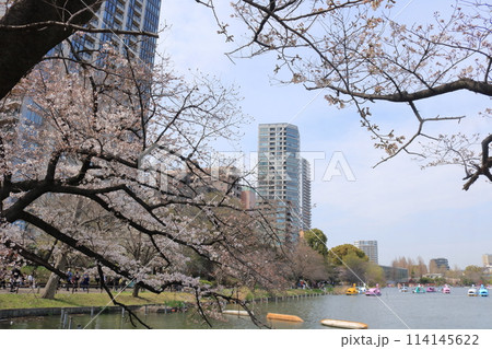 春の公園で満開になった桜の風景 春の公園で満開になった桜の風景 114145622