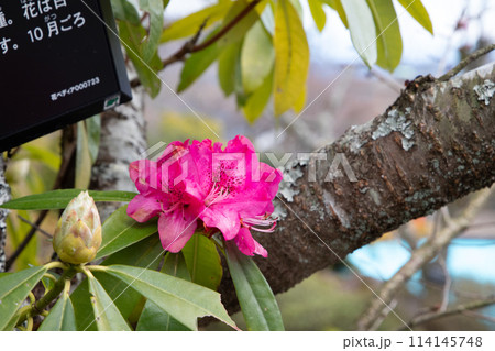 木の幹に咲く一輪の赤いサザンカ 木の幹に咲く一輪の赤いサザンカ 114145748