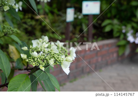 白い紫陽花 114145767