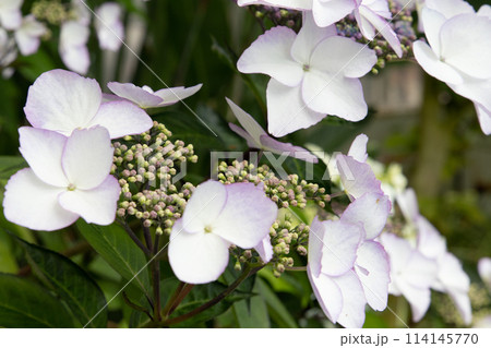 白い紫陽花 114145770