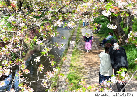 桜咲く川岸で寛ぐ人々 桜咲く川岸で寛ぐ人々 114145878