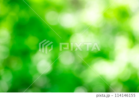 背景素材・新緑 玉ボケ,丸ボケのボケ表現 背景素材・新緑 玉ボケ,丸ボケのボケ表現 114146155