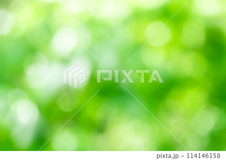 背景素材・新緑 玉ボケ,丸ボケのボケ表現 背景素材・新緑 玉ボケ,丸ボケのボケ表現 114146158