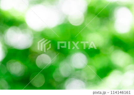 背景素材・新緑 玉ボケ,丸ボケのボケ表現 背景素材・新緑 玉ボケ,丸ボケのボケ表現 114146161