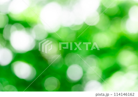 背景素材・新緑　玉ボケ,丸ボケのボケ表現 114146162