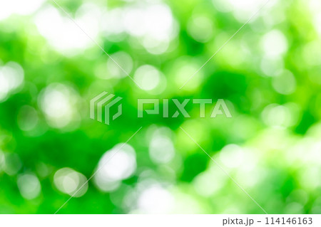 背景素材・新緑　玉ボケ,丸ボケのボケ表現 114146163