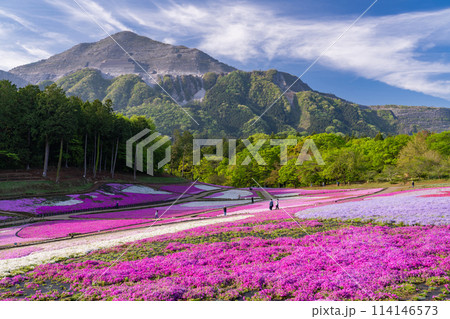 《埼玉県》芝桜の丘・春の秩父羊山公園 《埼玉県》芝桜の丘・春の秩父羊山公園 114146573