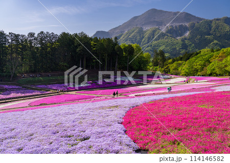 《埼玉県》芝桜の丘・春の秩父羊山公園 《埼玉県》芝桜の丘・春の秩父羊山公園 114146582