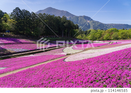 《埼玉県》芝桜の丘・春の秩父羊山公園 《埼玉県》芝桜の丘・春の秩父羊山公園 114146585