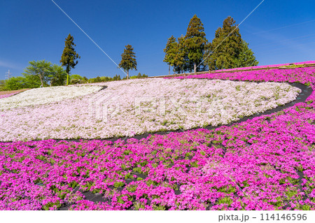 《埼玉県》芝桜の丘・春の秩父羊山公園 114146596
