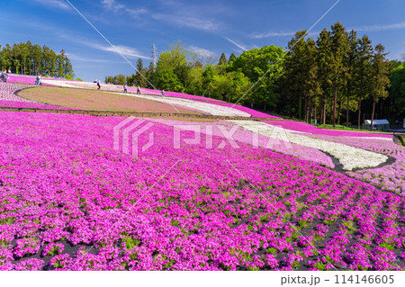 《埼玉県》芝桜の丘・春の秩父羊山公園 《埼玉県》芝桜の丘・春の秩父羊山公園 114146605