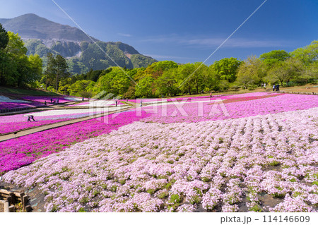 《埼玉県》芝桜の丘・春の秩父羊山公園 《埼玉県》芝桜の丘・春の秩父羊山公園 114146609