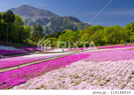 《埼玉県》芝桜の丘・春の秩父羊山公園 114146610