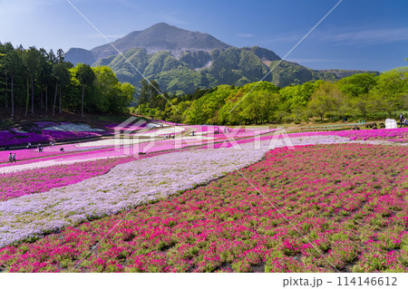 《埼玉県》芝桜の丘・春の秩父羊山公園 《埼玉県》芝桜の丘・春の秩父羊山公園 114146612
