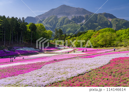 《埼玉県》芝桜の丘・春の秩父羊山公園 114146614