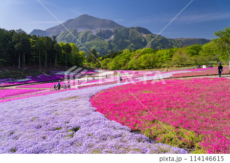 《埼玉県》芝桜の丘・春の秩父羊山公園 《埼玉県》芝桜の丘・春の秩父羊山公園 114146615