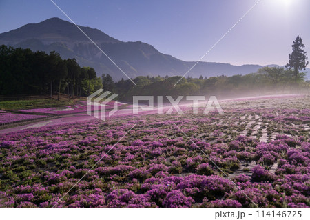 《埼玉県》芝桜の丘・春の秩父羊山公園・月明かりの夜景 《埼玉県》芝桜の丘・春の秩父羊山公園・月明かりの夜景 114146725