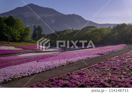 《埼玉県》芝桜の丘・春の秩父羊山公園・月明かりの夜景 《埼玉県》芝桜の丘・春の秩父羊山公園・月明かりの夜景 114146731