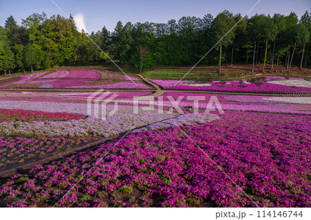 《埼玉県》芝桜の丘・春の秩父羊山公園・月明かりの夜景 《埼玉県》芝桜の丘・春の秩父羊山公園・月明かりの夜景 114146744