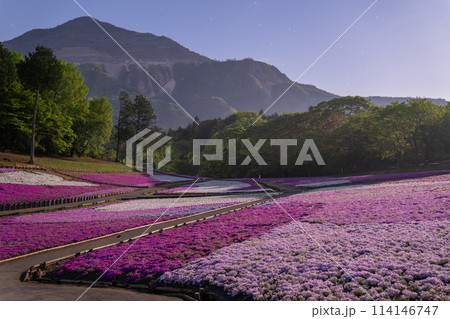 《埼玉県》芝桜の丘・春の秩父羊山公園・月明かりの夜景 《埼玉県》芝桜の丘・春の秩父羊山公園・月明かりの夜景 114146747