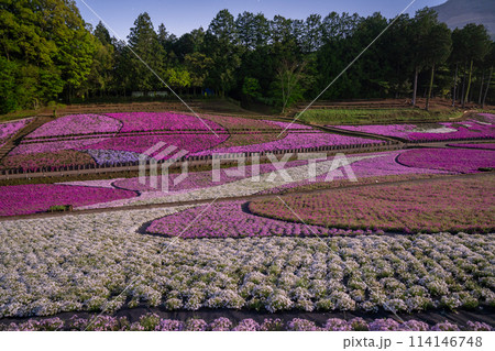 《埼玉県》芝桜の丘・春の秩父羊山公園・月明かりの夜景 《埼玉県》芝桜の丘・春の秩父羊山公園・月明かりの夜景 114146748