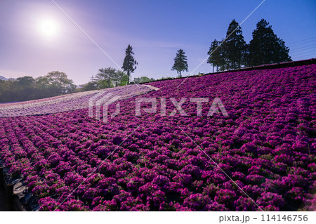 《埼玉県》芝桜の丘・春の秩父羊山公園・月明かりの夜景 114146756