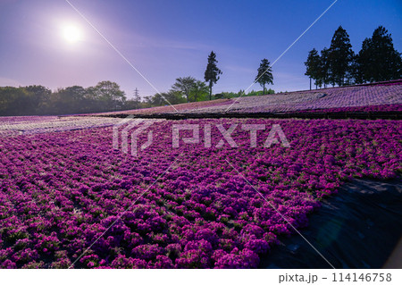 《埼玉県》芝桜の丘・春の秩父羊山公園・月明かりの夜景 114146758