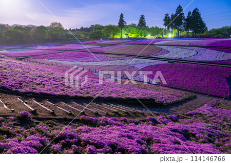 《埼玉県》芝桜の丘・春の秩父羊山公園・月明かりの夜景 《埼玉県》芝桜の丘・春の秩父羊山公園・月明かりの夜景 114146766