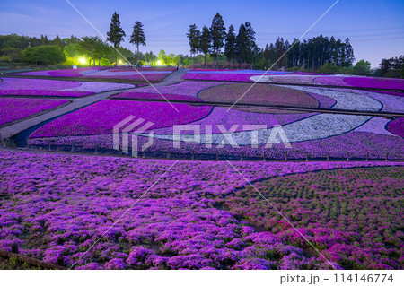 《埼玉県》芝桜の丘・春の秩父羊山公園・月明かりの夜景 114146774