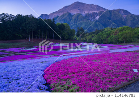 《埼玉県》芝桜の丘・春の秩父羊山公園・月明かりの夜景 114146783