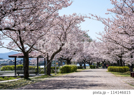 青空と満開の見ごろを迎えた木場潟公園の桜並木の風景｜春イメージ｜石川県小松市 114146815
