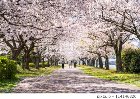 青空と満開の見ごろを迎えた木場潟公園の桜並木の風景｜春イメージ｜石川県小松市 114146820