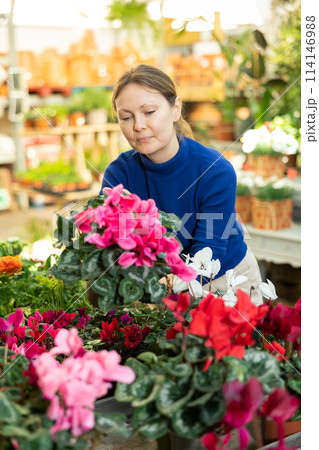 Woman buying cyclamen at flower shop Woman buying cyclamen at flower shop 114146988