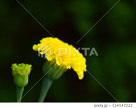 アフリカンマリーゴールドの花とコピースペース 114147222