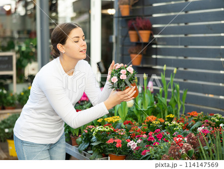 to decorate her garden, girl chooses garden carnation in flower shop 114147569
