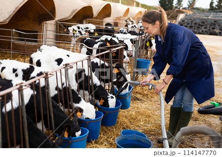Female farmer watering little calves from buckets in open stall Female farmer watering little calves from buckets in open stall 114147770