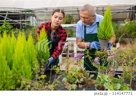 Gardeners man and woman caring for a plant Thuja occidentalis in pots in glasshouse Gardeners man and woman caring for a plant Thuja occidentalis in pots in glasshouse 114147771