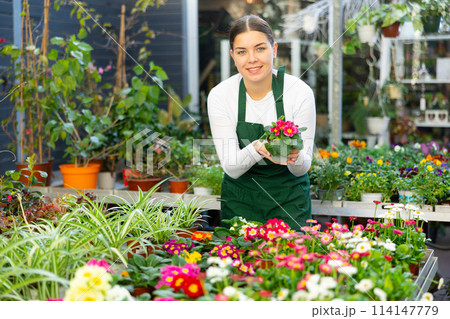 woman worker examines primrose petals woman worker examines primrose petals 114147779