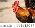 鶏 チキン ニワトリ 114148037